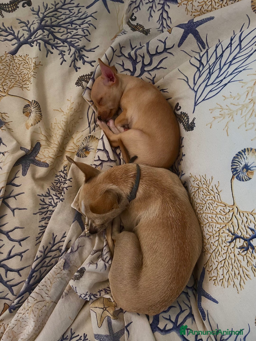 Chihuahua cani in vendita: Cucciolo di chihuahua  - Immagine 2