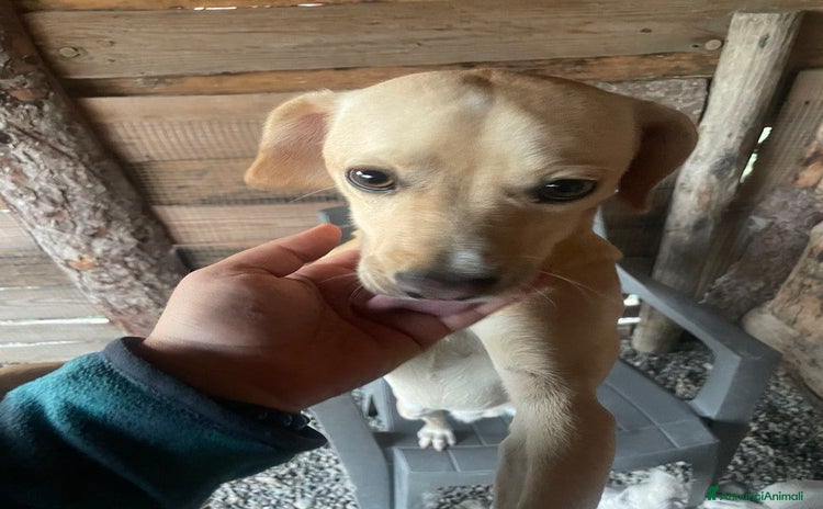 Meticcio cani Amaretto - Annuncio 8