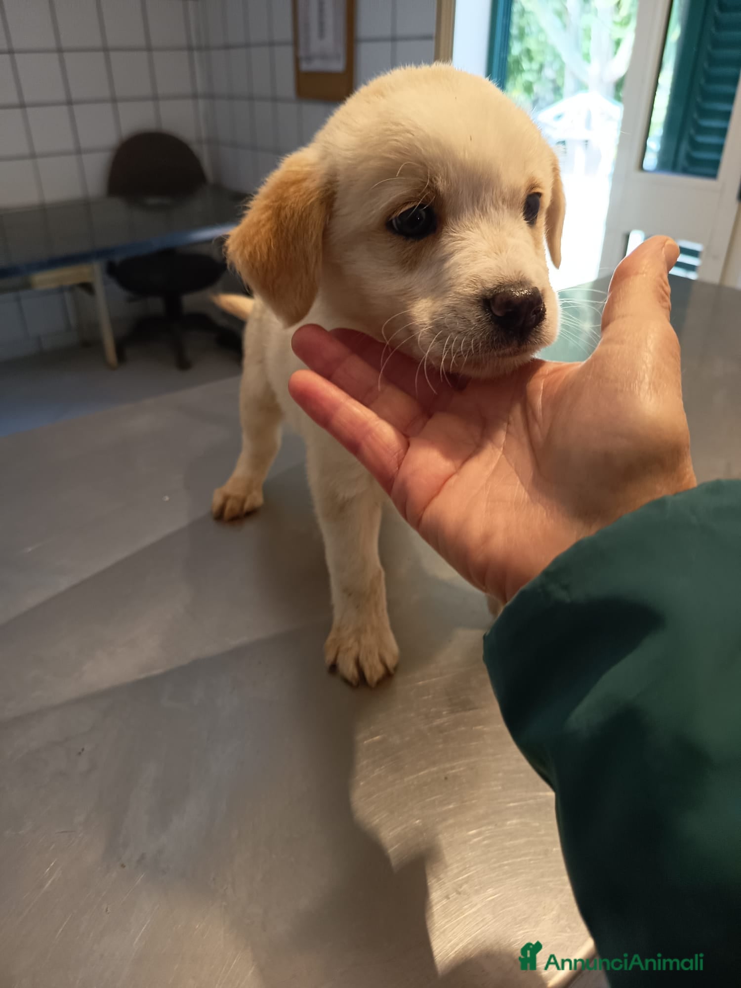 Meticcio cani CUCCIOLI CERCANO CASA  - Annuncio 6