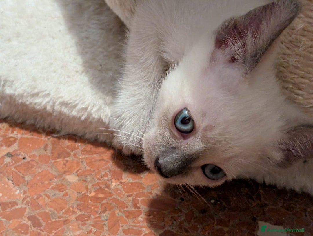 Siamese gatti in vendita: CUCCIOLA FEMMINA DI SIAMESE BLUE POINT - Annuncio 9