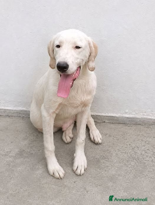 Setter Inglese cani Jack . - Annuncio 12