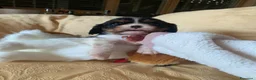Cavalier King cani in vendita: Cuccioli di Cavalier King Charles Spaniel - Annuncio 12
