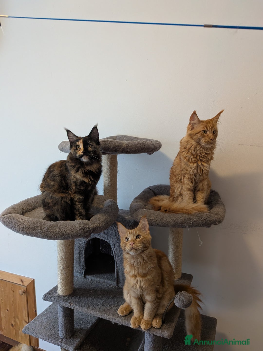 Maine Coon gatti in vendita: Cucciola Maine Coon XXL pedigree ANFI libero  - Annuncio 8