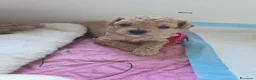 Barboncino Toy cani in vendita: Barboncini toy - Annuncio 3