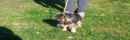 Meticcio cani in regalo: NONNO NINO HA BISOGNO DEL TUO AIUTO - Annuncio 3