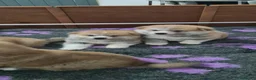 Akita Inu cani in vendita: Prenotazioni CUCCIOLI DI AKITA LOMBARDIA  - Annuncio 16