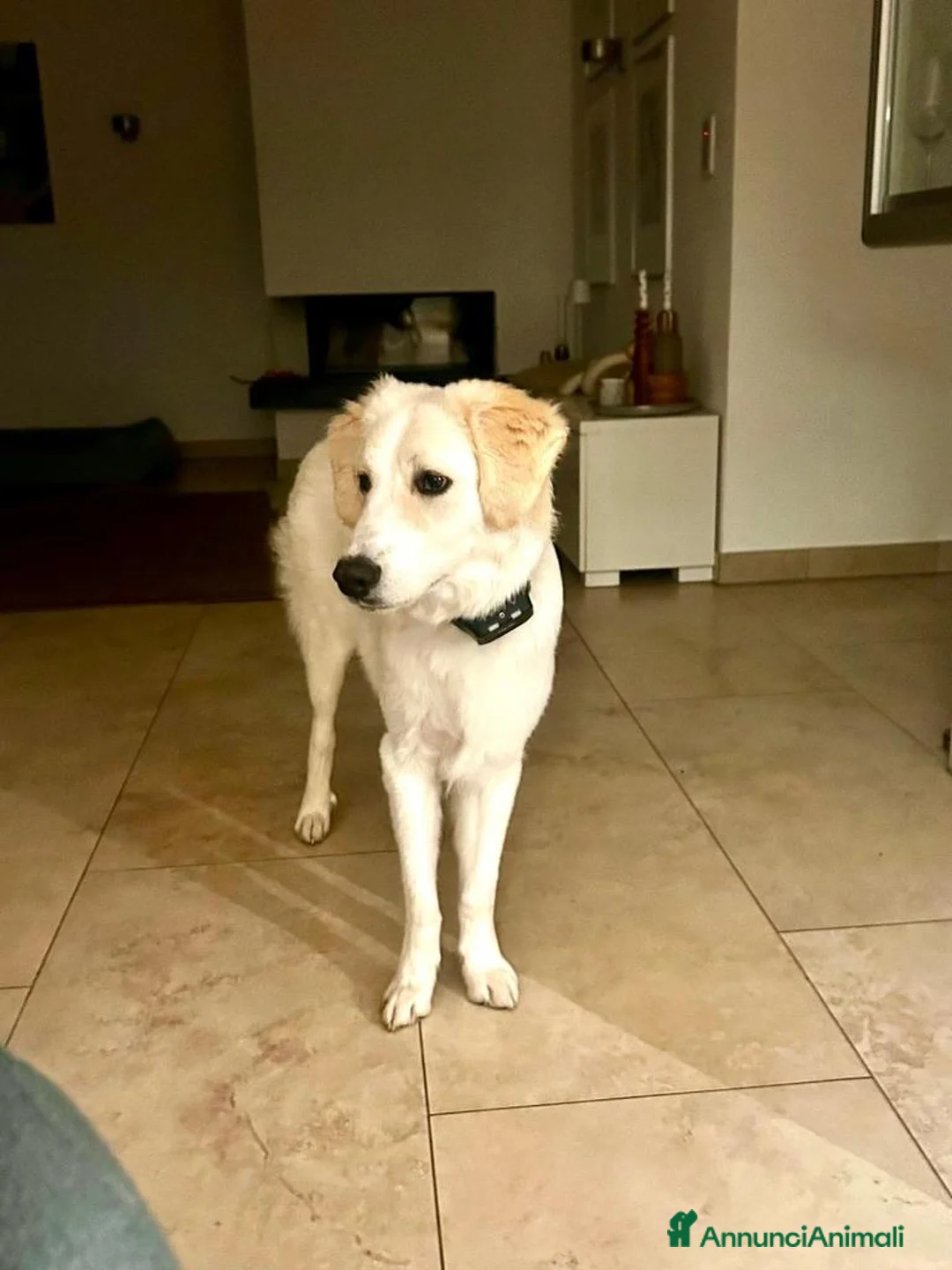 Meticcio cani in regalo: Paula: cucciolona socievole equilibrata  - Annuncio 6