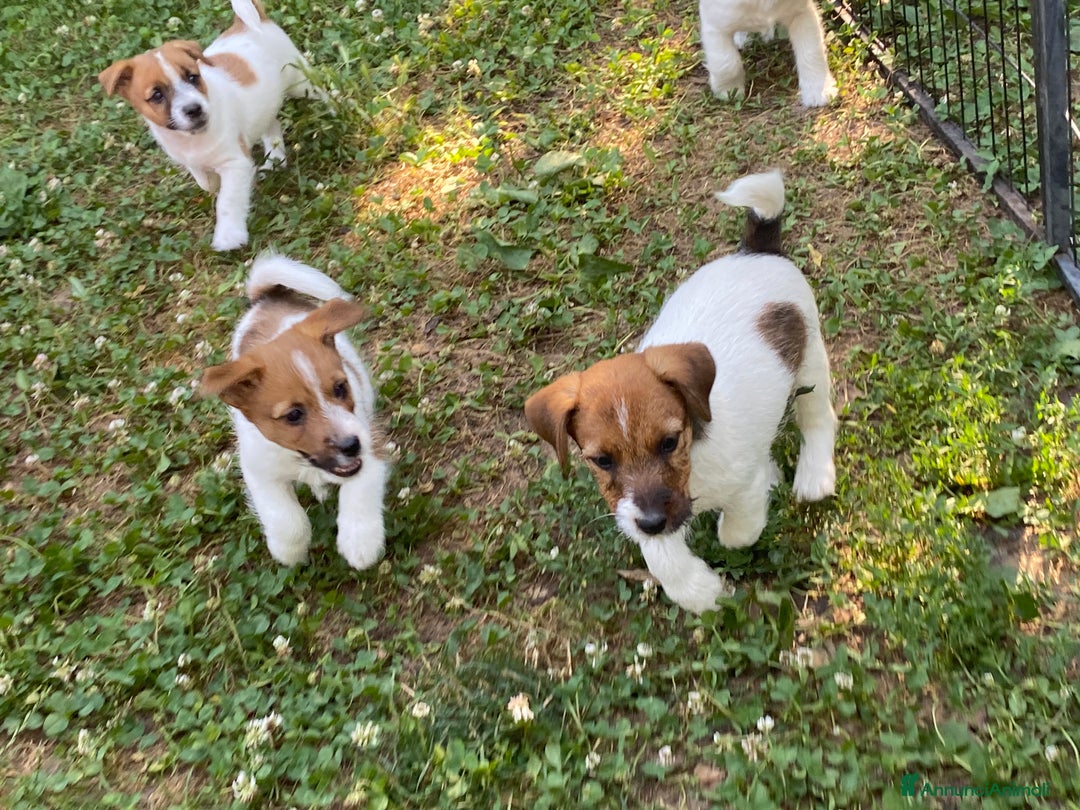 Jack Russell cani in vendita: Jack Russell pelo ruvido due mesi maschio a Città metropolitana di Milano - Immagine 8