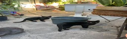Altre razze gatti in regalo:  gattino nero cerca casa 🖤 - Annuncio 5