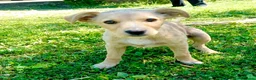 Meticcio cani in regalo: Cucciole femmine 4 mesi - Annuncio 4