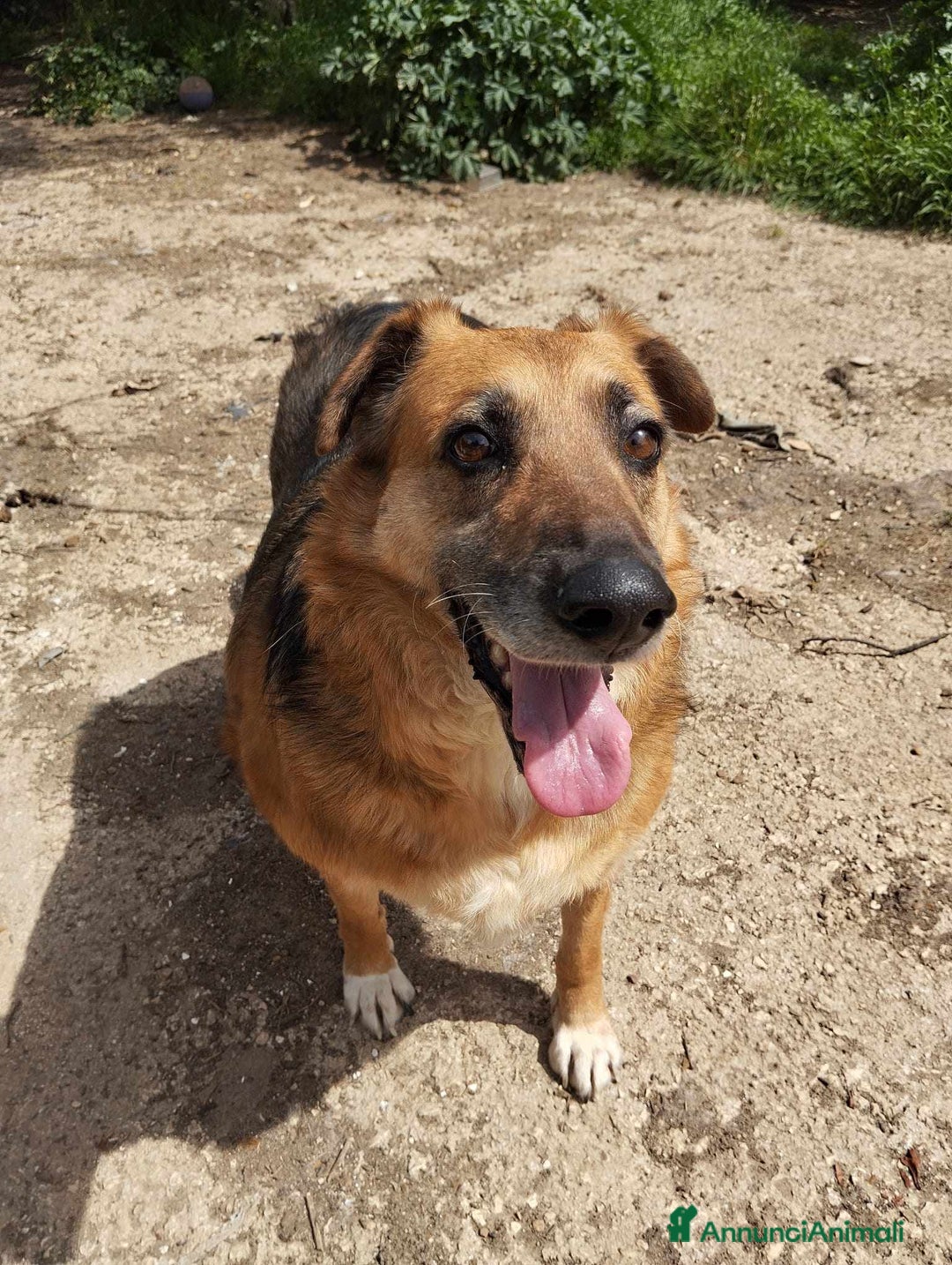 Meticcio cani in regalo: LUNA  a Provincia di Avellino - Annuncio 2