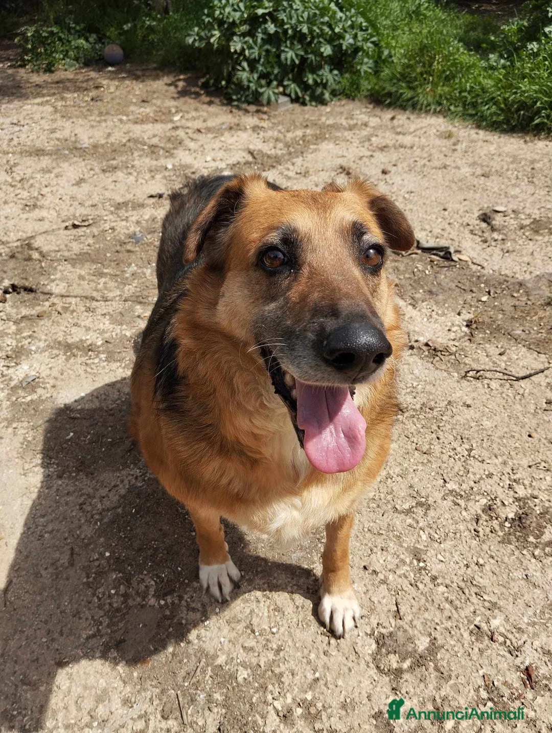 Meticcio cani in regalo: LUNA  a Provincia di Avellino - Annuncio 2