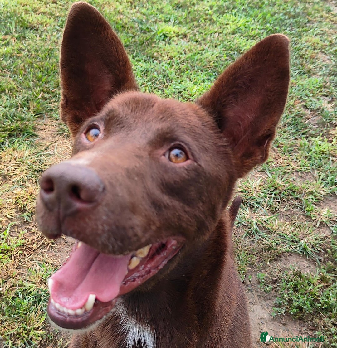 Meticcio cani in regalo: Aron cerca casa - Annuncio 1