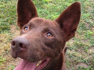 Meticcio cani Aron cerca casa - Annuncio 1