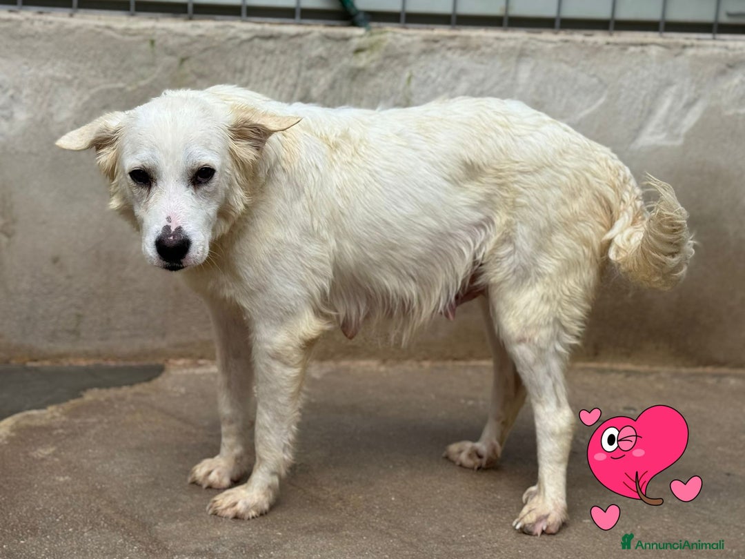 Meticcio cani in regalo: Melania cucciola curiosa in canile - Annuncio 4