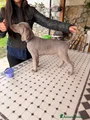 Weimaraner Cucciolo 3