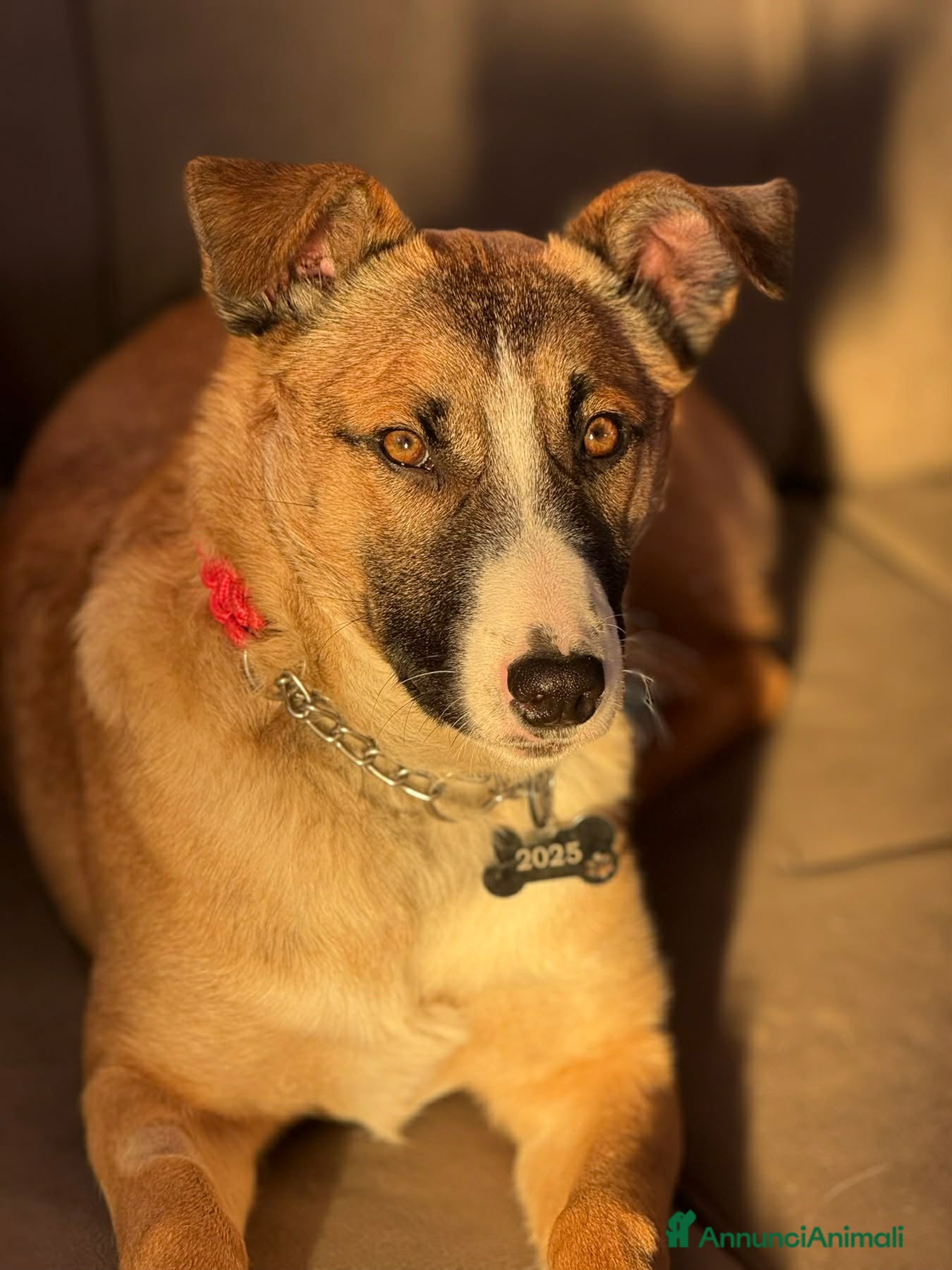 Meticcio cani ASTRA, bellissima cucciolona rischia il canile! - Annuncio 2