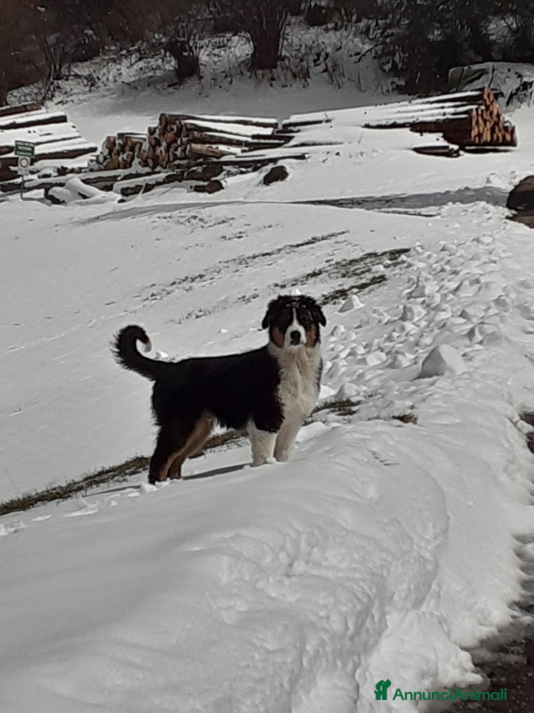 Australian Shepherd cani per accoppiamento: Disponibile per accoppiamento  - Annuncio 10