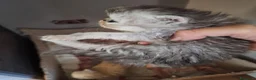 Persiano gatti in vendita: Persiani ipertipico - Annuncio 7