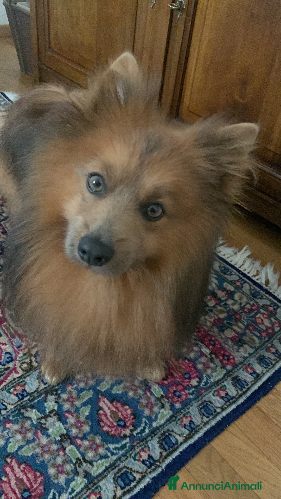 Volpino Italiano cani per accoppiamento: Volpino italiano rosso cerca fidanzata - Annuncio 3