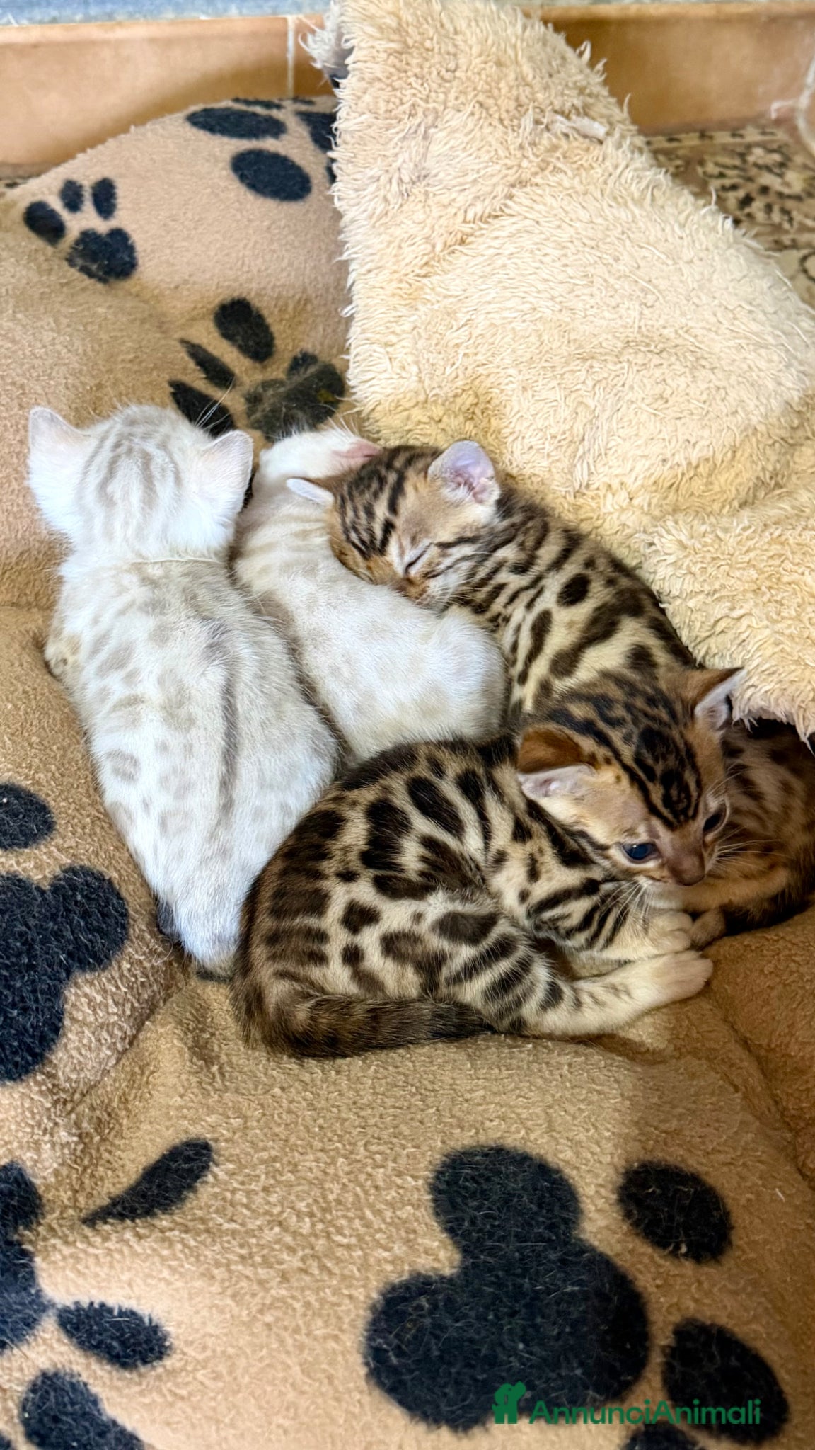 Bengala gatti gatto bengala  - Annuncio 7