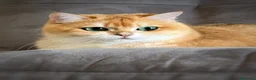 British gatti in vendita: British Shorthair Black Golden Shell - Annuncio 11