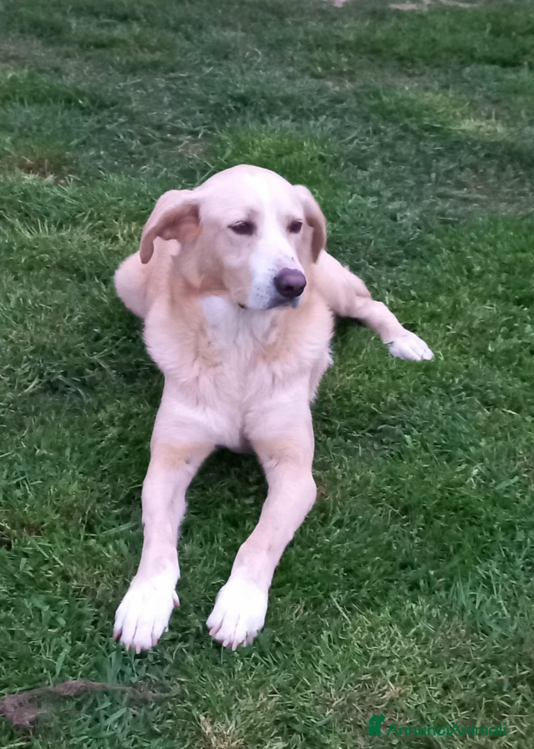 Meticcio cani in regalo: Pippo un cane buonissimo in cerca di casa  - Annuncio 12