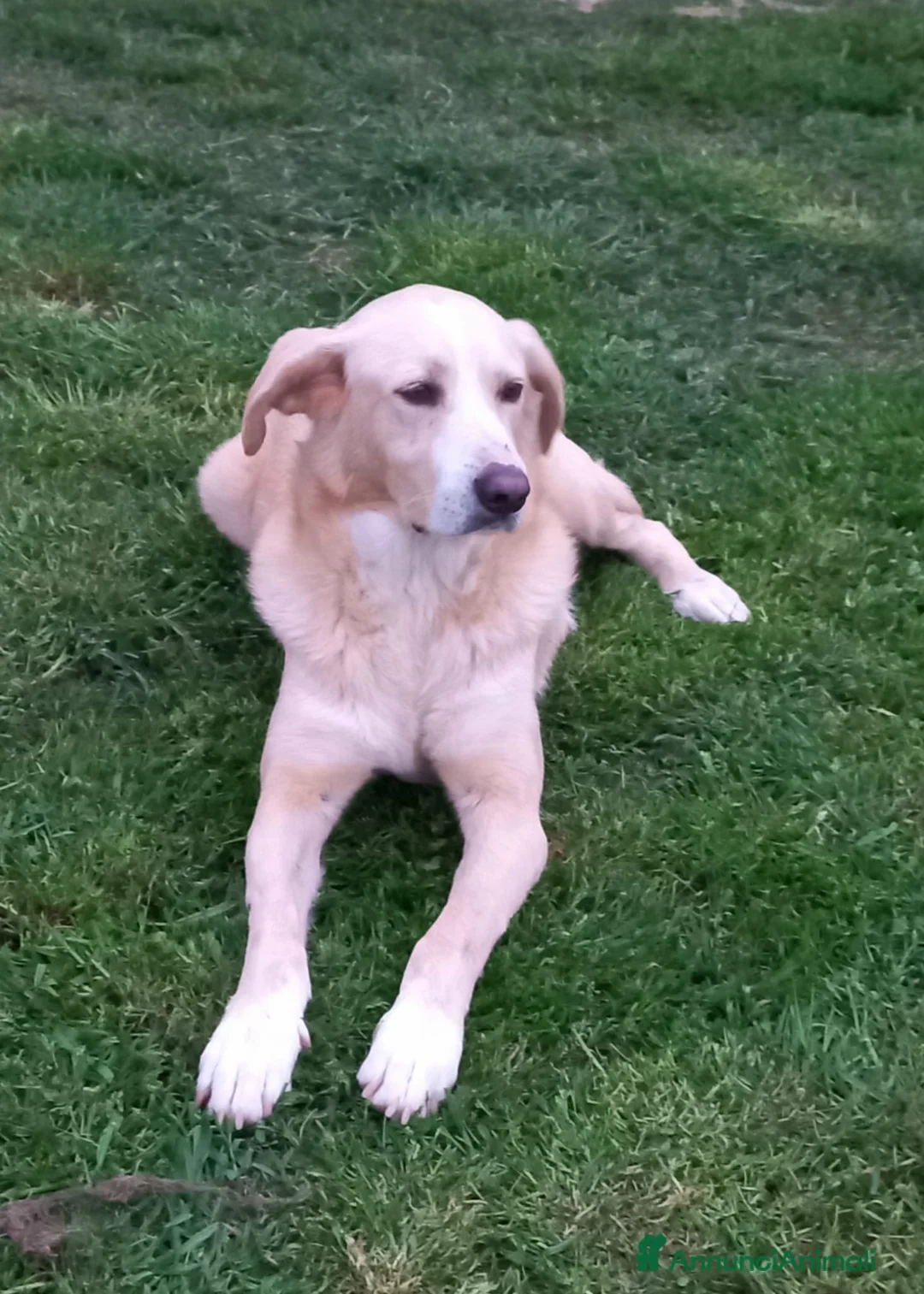 Meticcio cani in regalo: Pippo un cane buonissimo in cerca di casa  - Annuncio 12