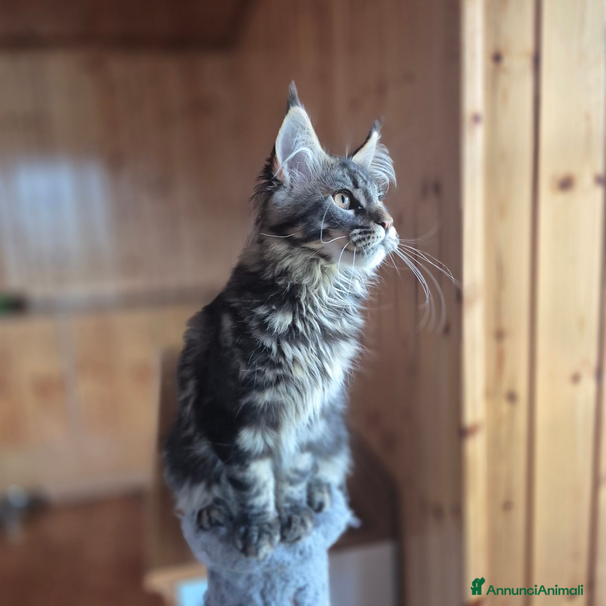 Maine Coon gatti Maincoons cuccioli - Annuncio 1