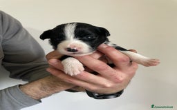 Bearded Collie cani in vendita: Cuccioli Border Collie cercano Famiglia a Provincia di Treviso - Immagine 12