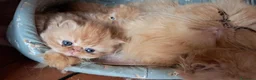 Persiano gatti in vendita: Persiani - Annuncio 2
