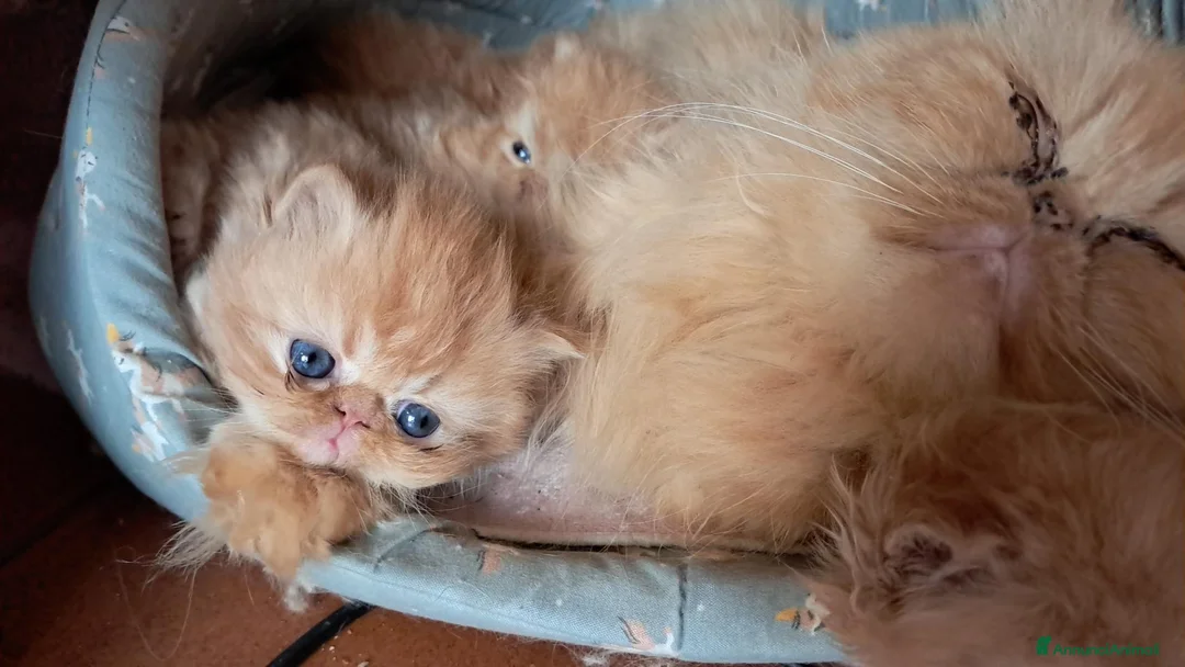 Persiano gatti in vendita: Persiani - Annuncio 2