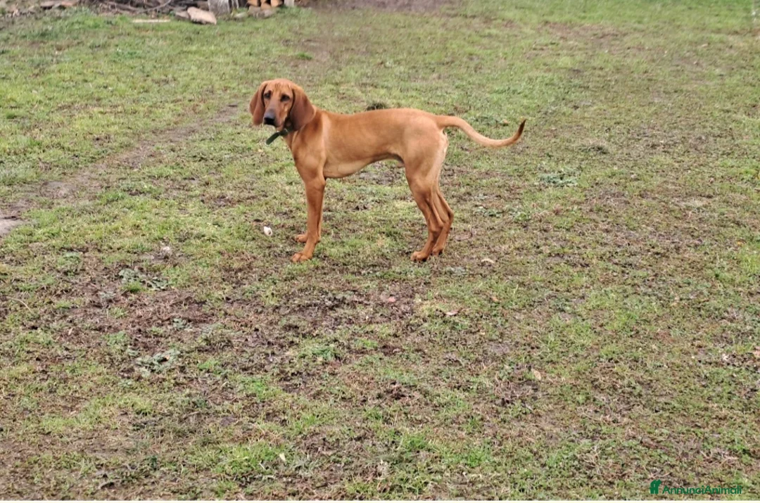 Segugio cani in regalo: Segugio - Annuncio 1