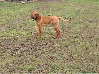 Segugio cani Segugio - Annuncio 38