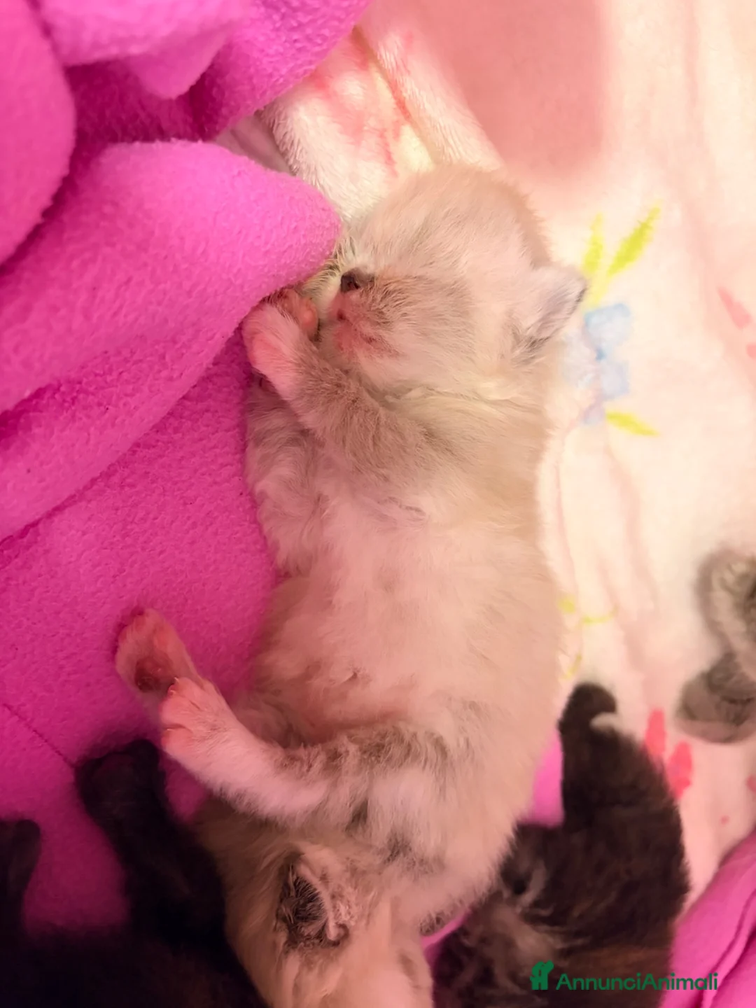 Persiano gatti in vendita: gattini persiani  - Annuncio 6
