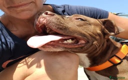 Pitbull cani in regalo: DALILA giovane,adorabile e fedele! Buona con tutti - Immagine 3