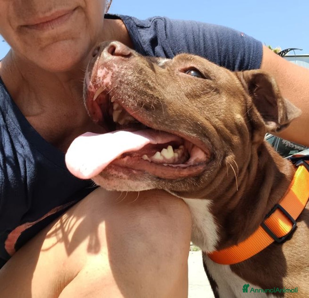 Pitbull cani in regalo: DALILA giovane,adorabile e fedele! Buona con tutti - Immagine 3