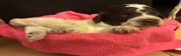 Lagotto cani in vendita: Cuccioli Lagotto Romagnolo  a Provincia di Perugia - Annuncio 15
