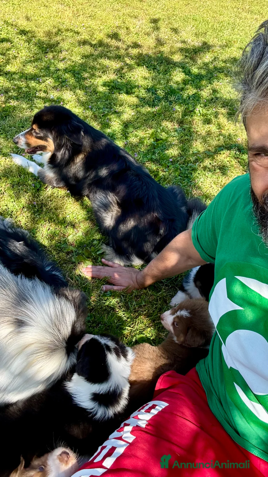 Australian Shepherd cani in vendita: Unlimi 3 cuccioli di Australian Shepherds - Annuncio 2