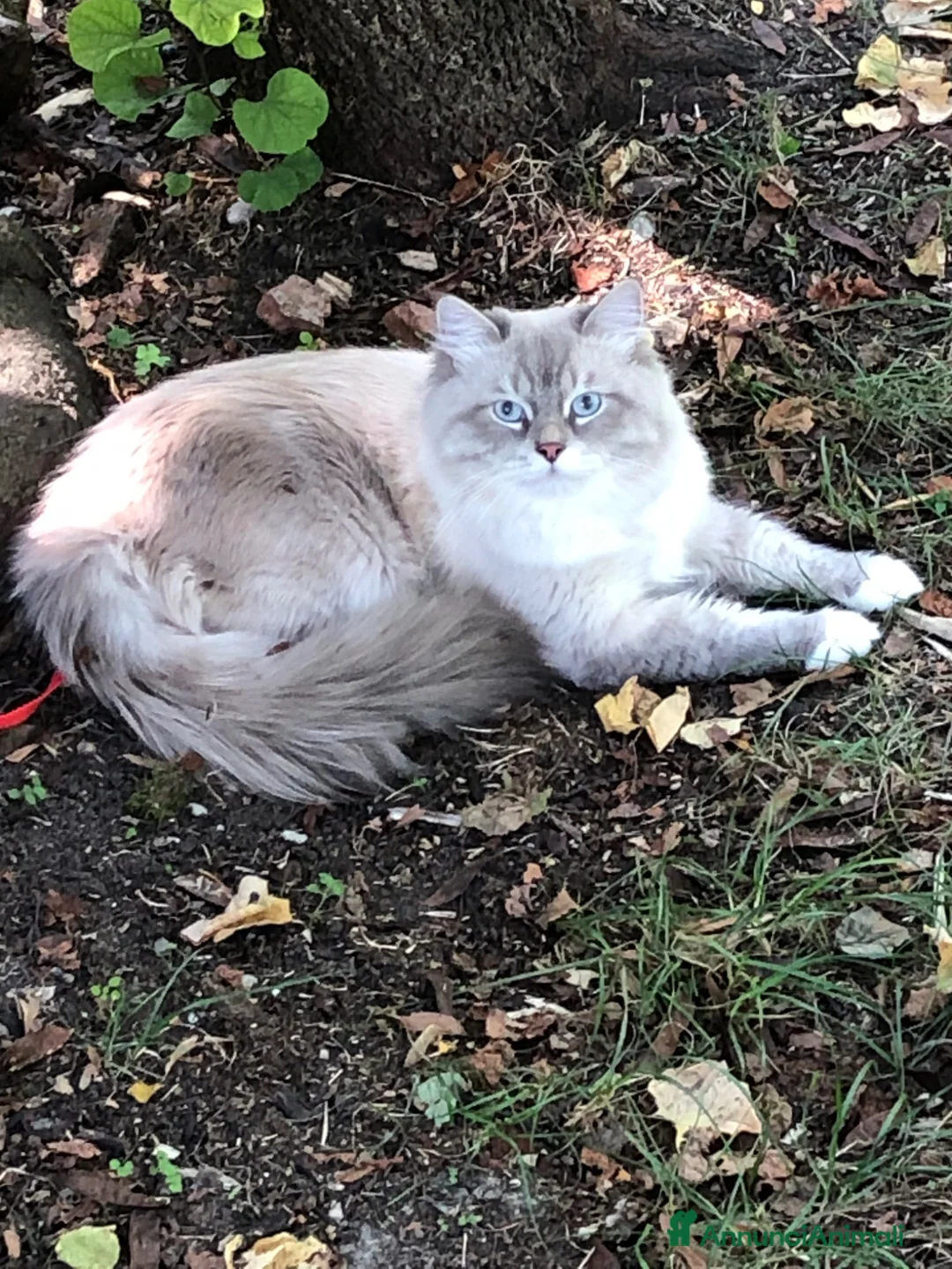 Siberiano gatti in vendita: Cuccioli gatti Siberiani Neva Masque Pedigree ANFI a Città Metropolitana di Bologna - Annuncio 15