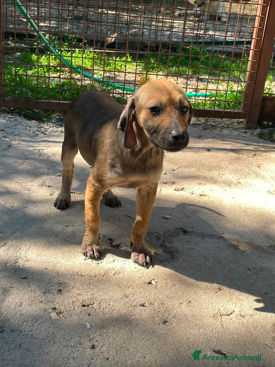 Meticcio cani in regalo: MI ADOTTI?  a Città metropolitana di Roma Capitale - Annuncio 2