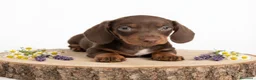 Bassotto cani in vendita: Bassotti cuccioli  - Annuncio 6