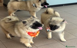 Wolfspitz cani in vendita: Cuccioli Wolfspitz/Keeshond a Provincia di Como - Immagine 4