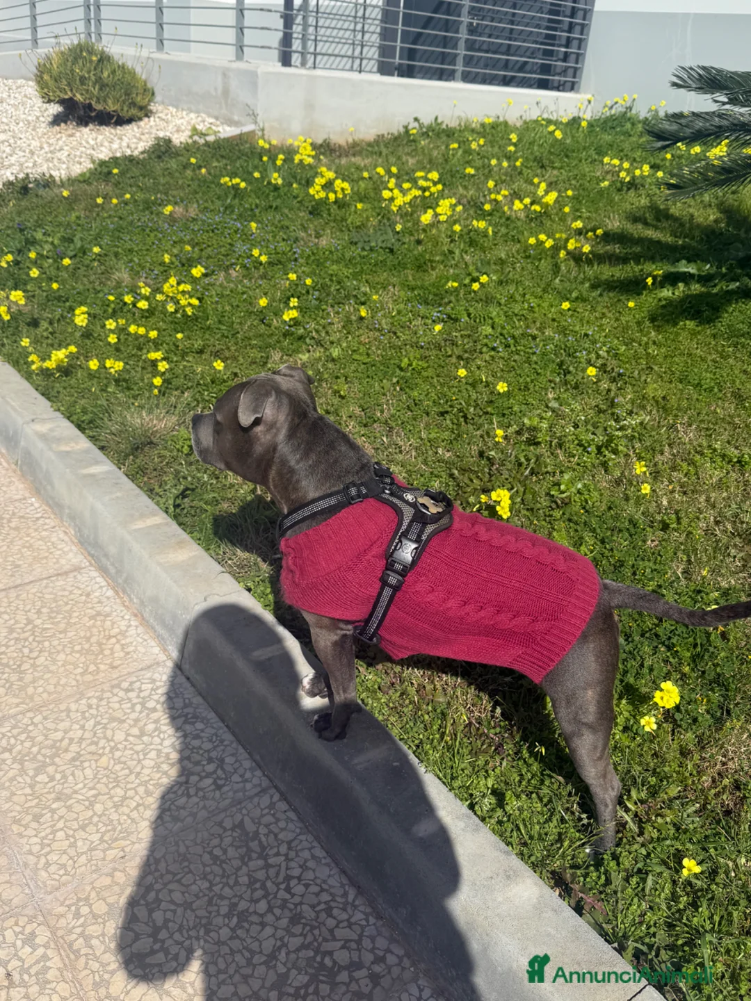 Staffordshire cani per accoppiamento: Disponibile per monta  a Città metropolitana di Palermo - Annuncio 2