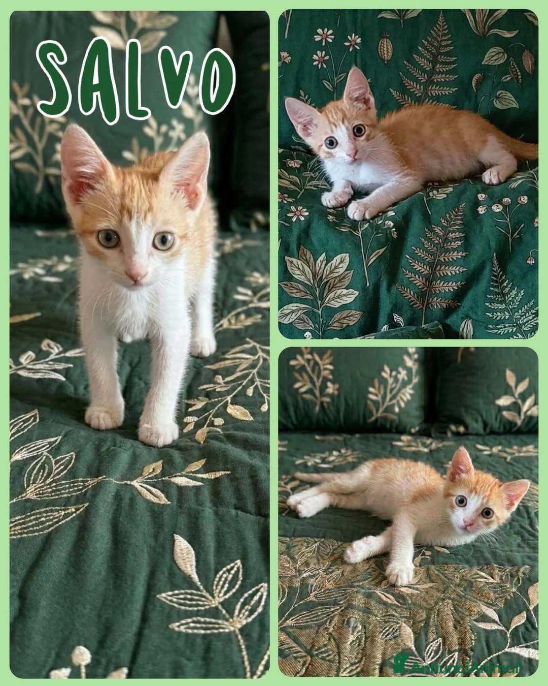 Europeo gatti in regalo: Gattini di 3-4 mesi  a Provincia di Vicenza - Annuncio 11