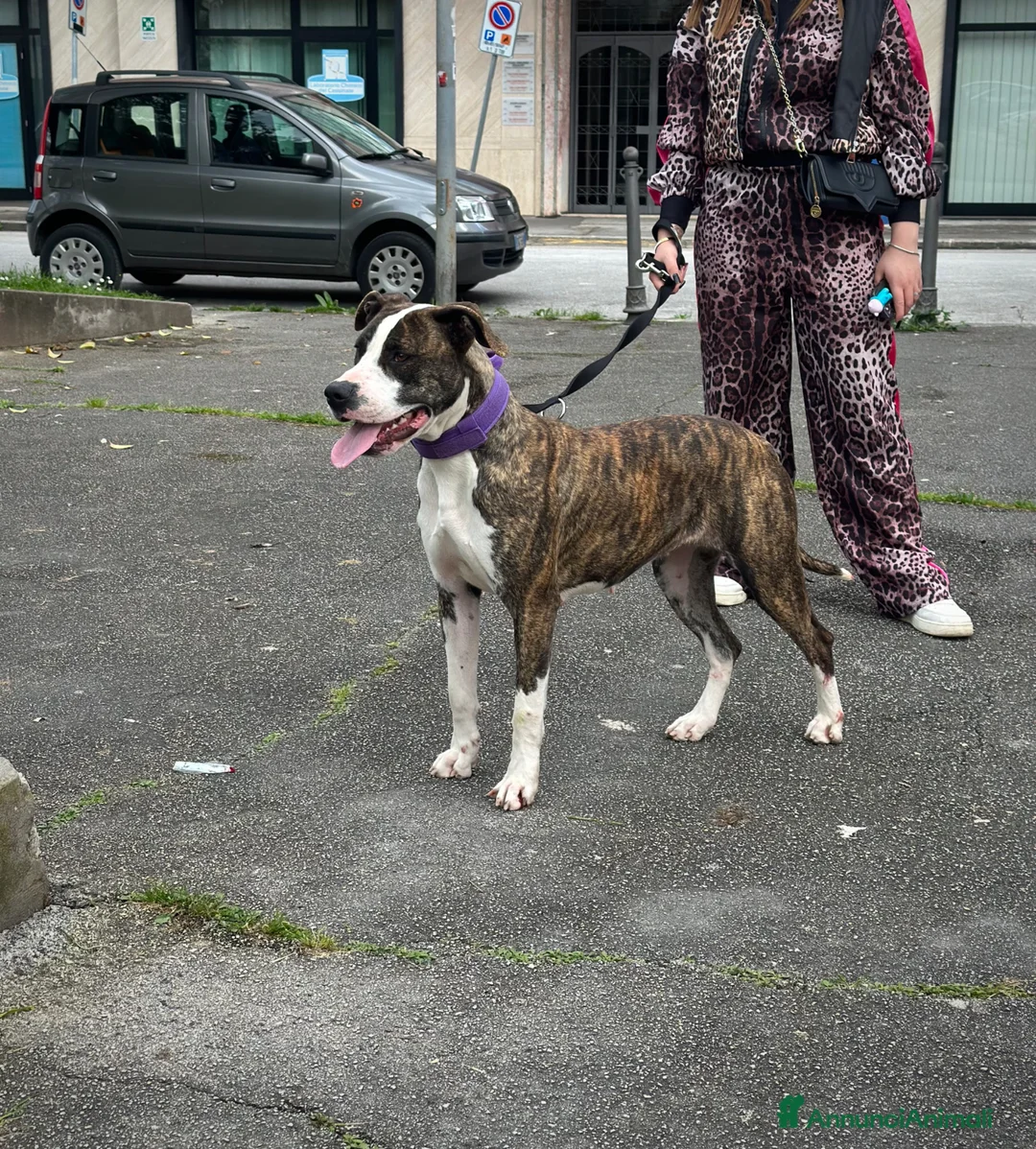 Pitbull cani in vendita: pitbull ukc black nose red nose blue nose - Annuncio 2