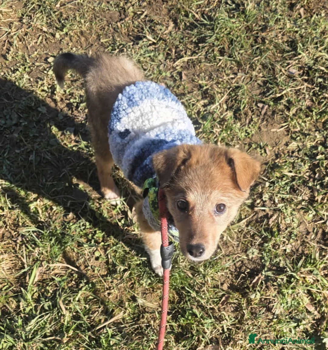 Meticcio cani in regalo: Mary cucciola meticcia - Annuncio 8