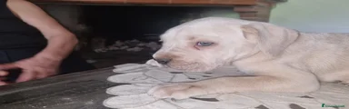 Maschio bianco