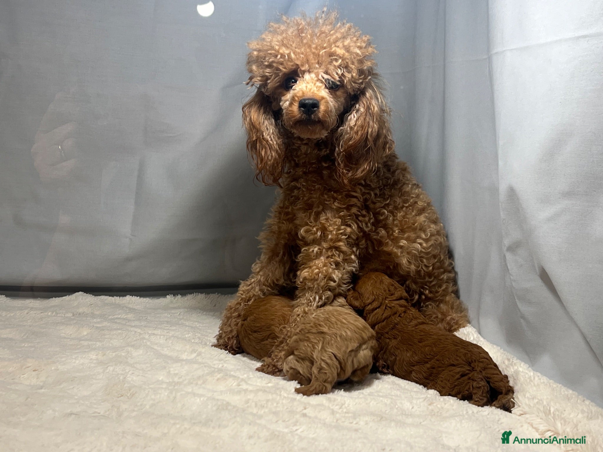 Barboncino Toy cani Cuccioli barboncino toy rosso - Annuncio 5