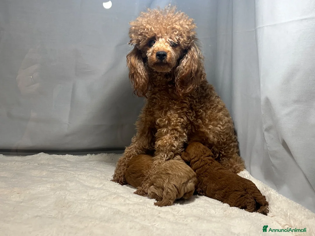 Barboncino Toy cani in vendita: Cuccioli barboncino toy rosso - Annuncio 1